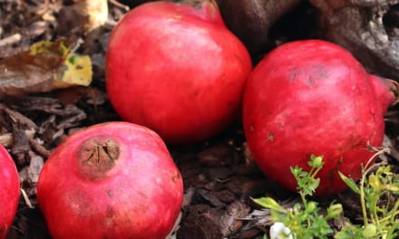 Crowdfarming – objednala jsem si granátová jablka přímo od farmáře až ze Španělska