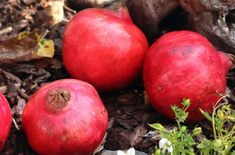 Crowdfarming – objednala jsem si granátová jablka přímo od farmáře až ze Španělska